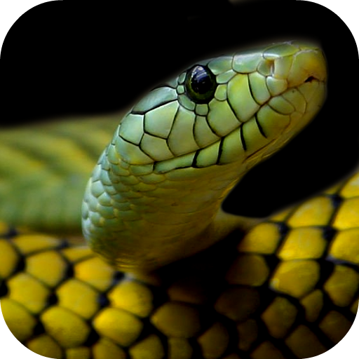 Snake Wallpapers logo