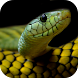 Snake Wallpapers - Androidアプリ