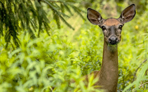 Deer Wallpaper HD Screen 3