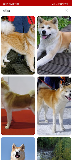 Android application Cutie Dogs Photos screenshort