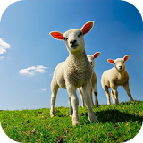 SHEEP Wallpapers v1 icon