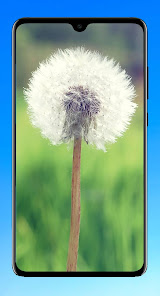 Screenshot 15 Dandelion Wallpaper HD android