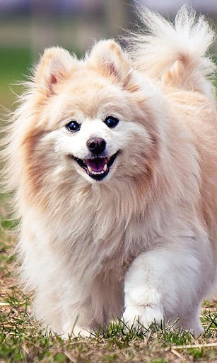 Pomeranian Wallpaper