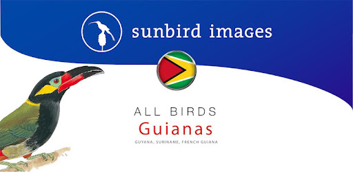 All Birds Guianas, Suriname, G