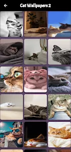 Cat Wallpapers