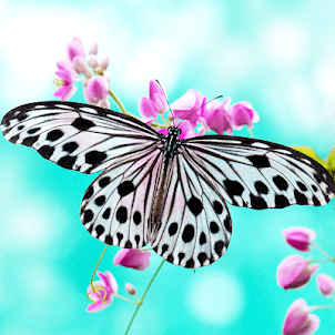 Butterfly Jigsaw Puzzle Games