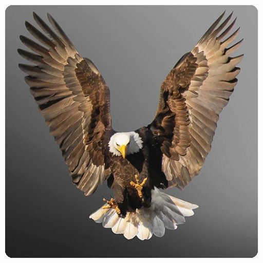 Eagle Wallpaper HD - Apps on Google Play