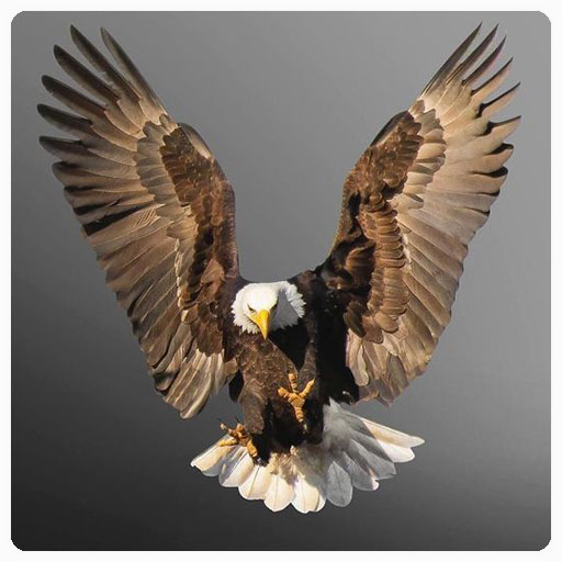Eagle Wallpaper 2024 logo