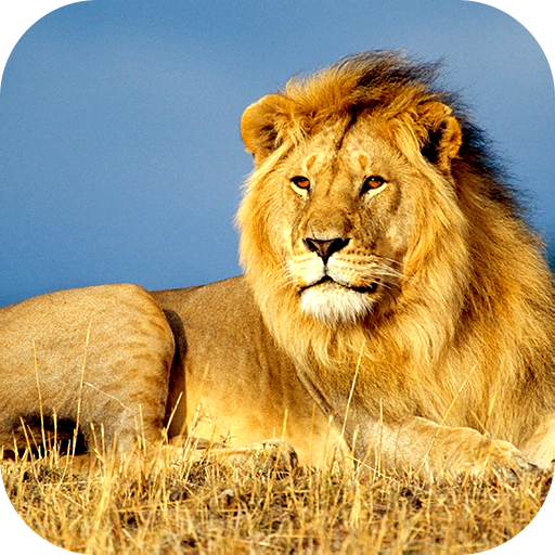 Lion Wallpaper 2024 logo