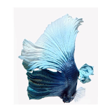 6S BlueFish LiveWallpaper icon