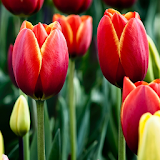 Tulips Flowers HD Wallpapers icon