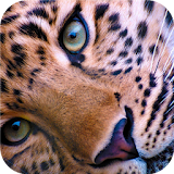 Wildlife. Great snow leopard icon