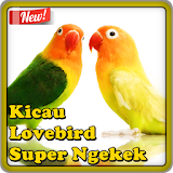 Kicau Lovebird Super Ngekek icon