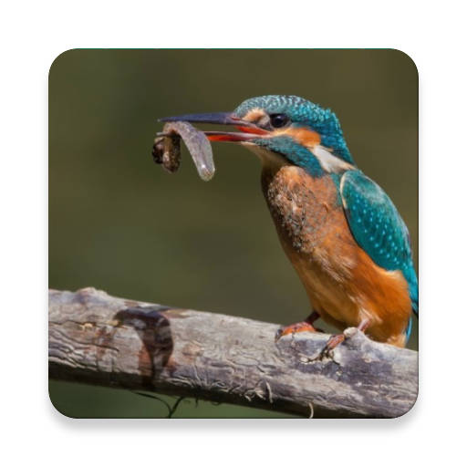 Birds Of Europe Guide logo