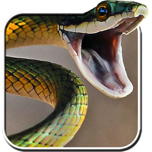Snake Live Wallpaper – Apps bei Google Play