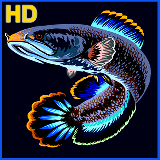 Channa Fish Wallpaper HD logo