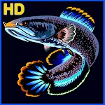 Cover Image of Descargar Channa Fish Wallpaper HD  APK