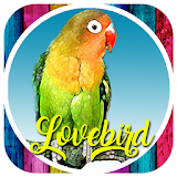 Masteran Lovebird icon