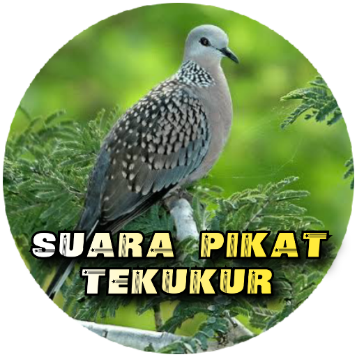 suara pikat tekukur logo
