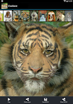 screenshot of Zooface - GIF Animal Morph