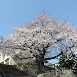 横浜　捜真小学校の桜(JP247) icon