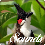 Cover Image of डाउनलोड Bulbul Bird Song Ringtone Audio 4.0.0 APK