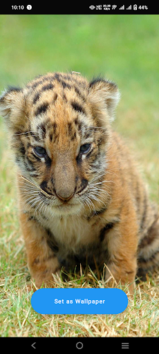 Android application Baby Tiger Wallpaper screenshort