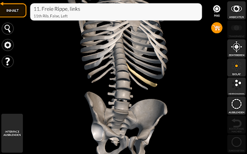 Skelett | 3D Anatomie Screenshot