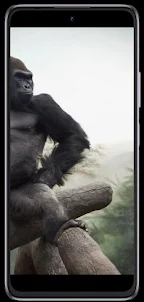 Gorilla phone wallpapers