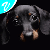 Dog wallpapers! icon