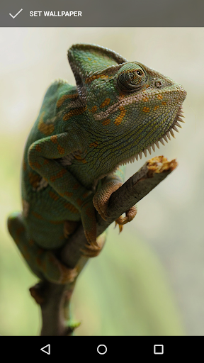 Android application Exotic Chameleon Wallpapers screenshort