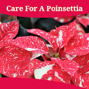 How To Care For A Poinsettia 1.0 Icon