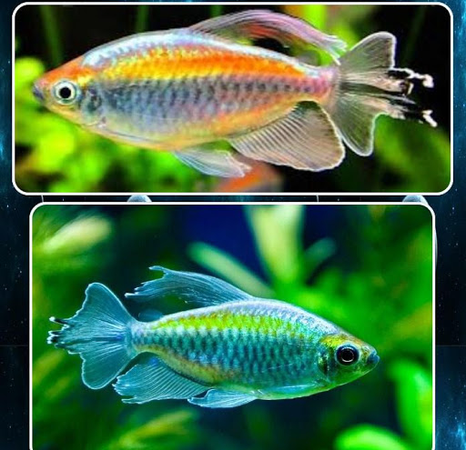 सजावटी मछली संग्रह