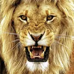 Cover Image of ดาวน์โหลด วอลเปเปอร์สิงโต 3.21.lion APK