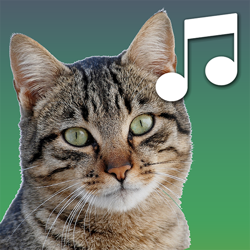 Игры звуки котов. Звук кота для кошки. Кошка дау. Кот Инсайт кошка. Тренд с котиком звук.