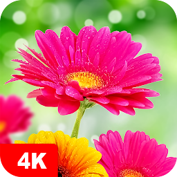 Icon image Flower Wallpapers 4K