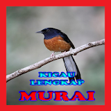 Kicau Murai Masteran icon