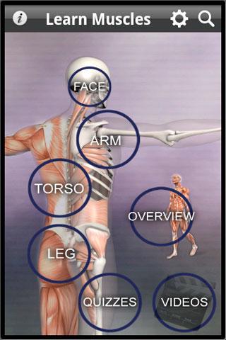 Learn Muscles: Anatomy - 1.6.5 - (Android)