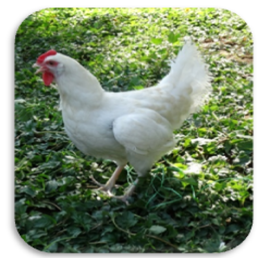 મરઘાંપાલન (poultry) logo