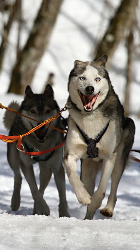 Android application siberian husky wallpaper screenshort