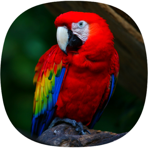 Parrot Sounds logo