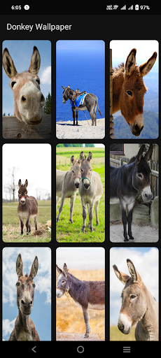 Donkey Wallpaper Screen 3