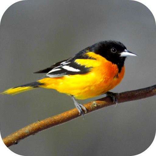 Oriole Bird Sounds - AppWisp.com
