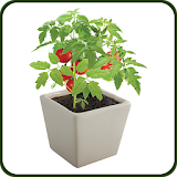 DIY Tomatoes in a Pot icon