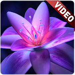 Cover Image of Download Flower Video Wallpaper  APK