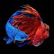 Betta Fish Wallpapers - Androidアプリ