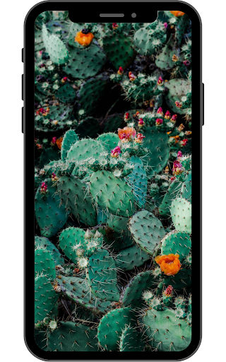 App-voorskou