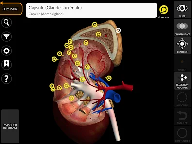 Anatomie humaine 3D – Applications sur Google Play