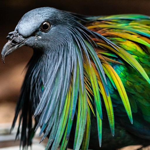 Nicobar Pigeon Wallpaper HD logo