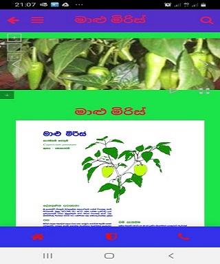 ELAWALU WAGAWA  එළවළු වගාව